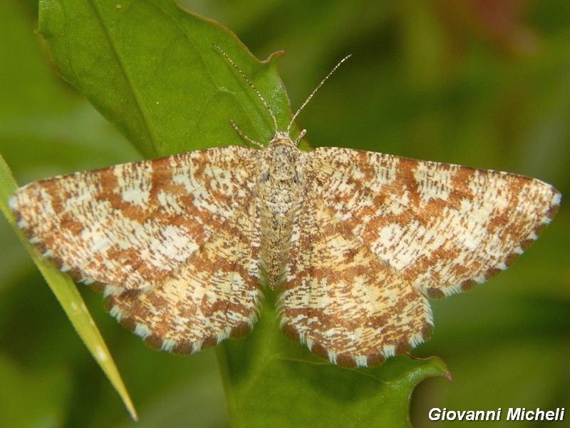 Ematurga atomaria : maschio e femmina